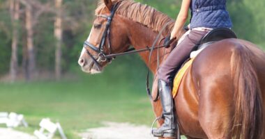 horse