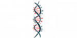 An illustration is shown of a strand of DNA.